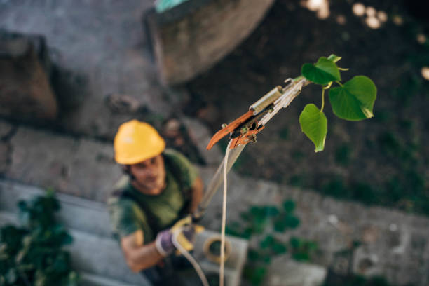 Dead Tree Removal in Maple Valley, WA